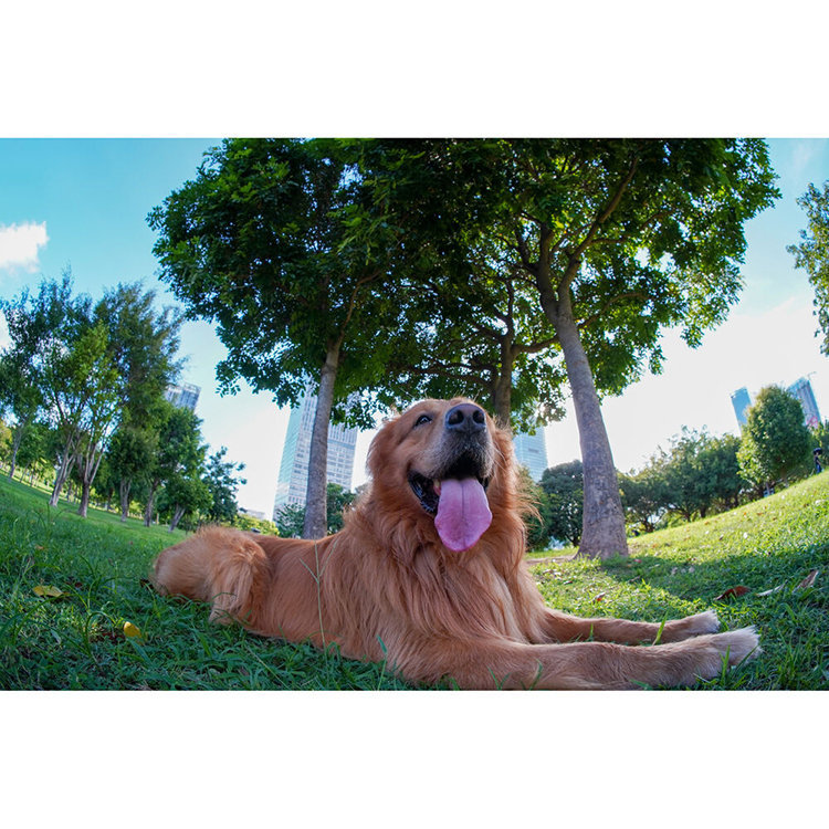 Объектив TTArtisan 7.5mm F2 Fisheye Micro 4/3 Объектив TTArtisan 7.5mm F2 Fisheye Micro 4/3