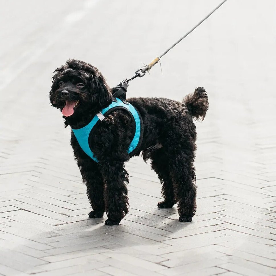 Шлея для собак Jordan & Judy PE073 M Шлея для собак Jordan & Judy PE073 M