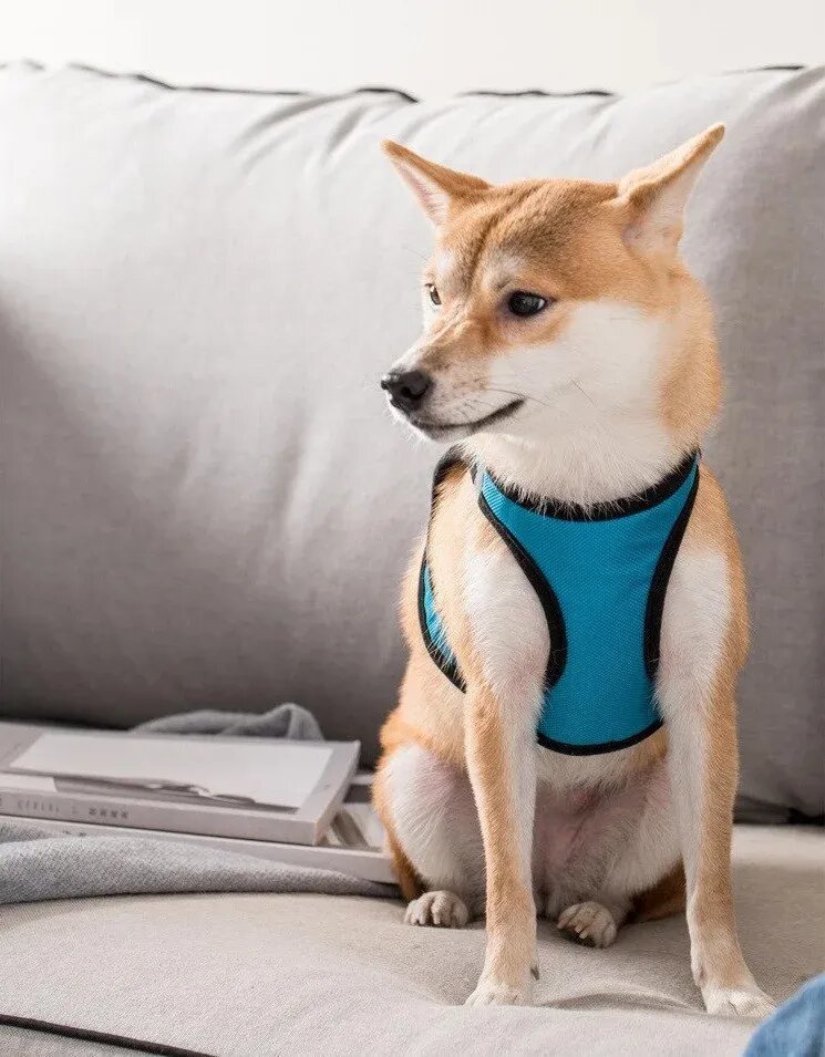 Шлея для собак Jordan & Judy PE073 M Шлея для собак Jordan & Judy PE073 M