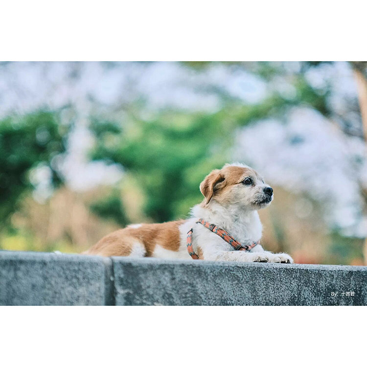 Объектив TTArtisan 50mm F0.95 EF-M Объектив TTArtisan 50mm F0.95 EF-M