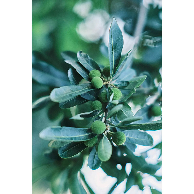 Объектив TTArtisan 50mm F0.95 Micro 4/3 Объектив TTArtisan 50mm F0.95 Micro 4/3