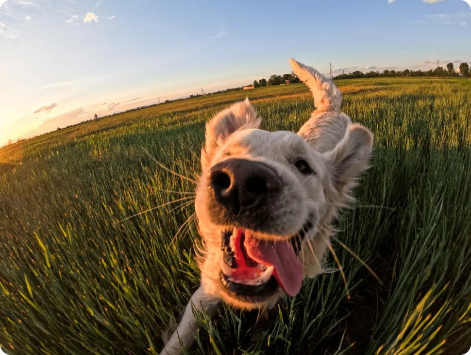 Экшн-камера GoPro Hero 12 Black Creator Edition Экшн-камера GoPro Hero 12 Black Creator Edition