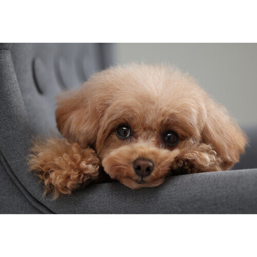 Беззеркальная камера Canon EOS R10 Kit RF-S 18-150 IS STM Беззеркальная камера Canon EOS R10 Kit RF-S 18-150 IS STM