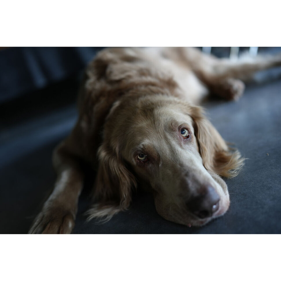 Беззеркальная камера Sony a7C II Body Серебро Беззеркальная камера Sony a7C II Body Серебро