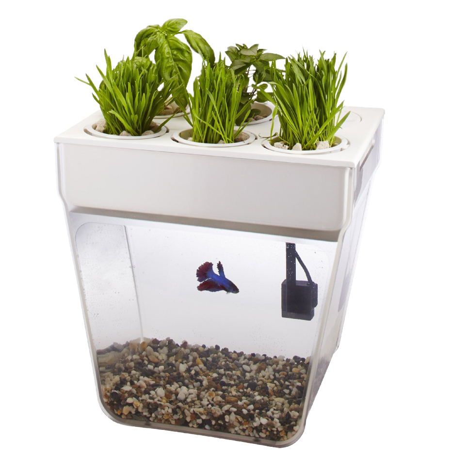 Акваферма Aquafarm Акваферма Aquafarm