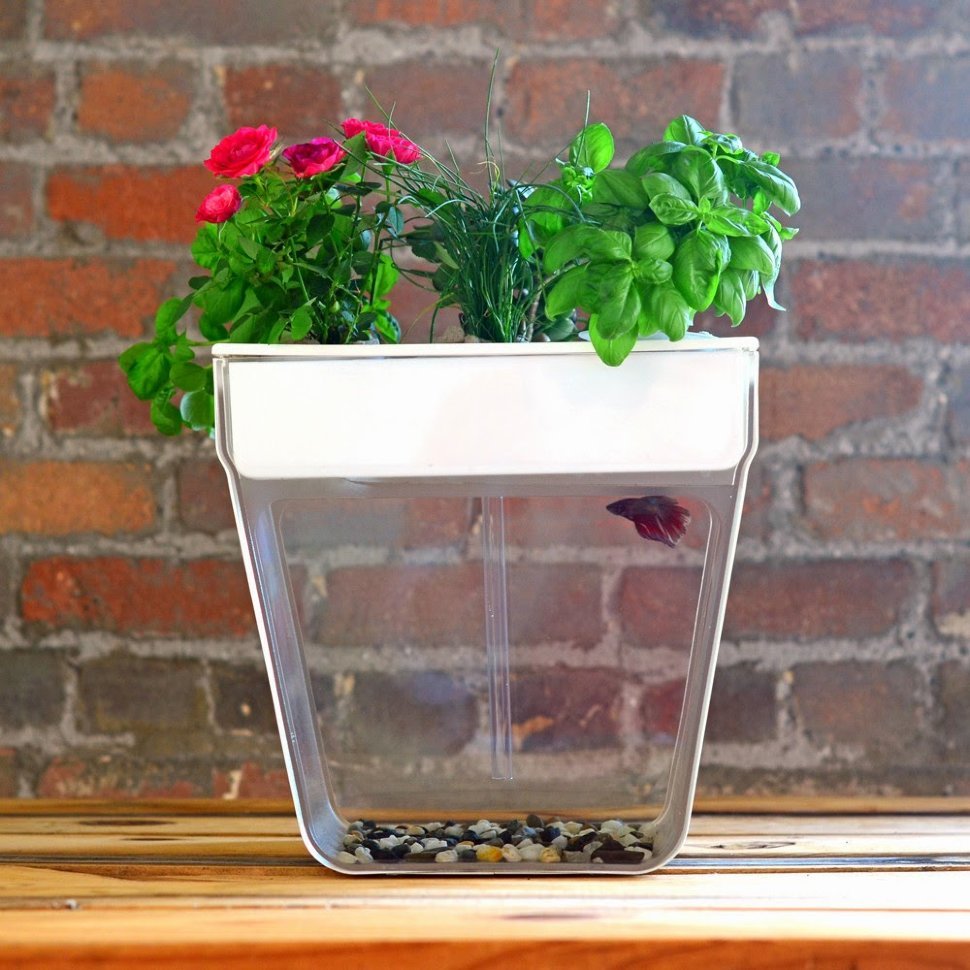 Акваферма Aquafarm Акваферма Aquafarm