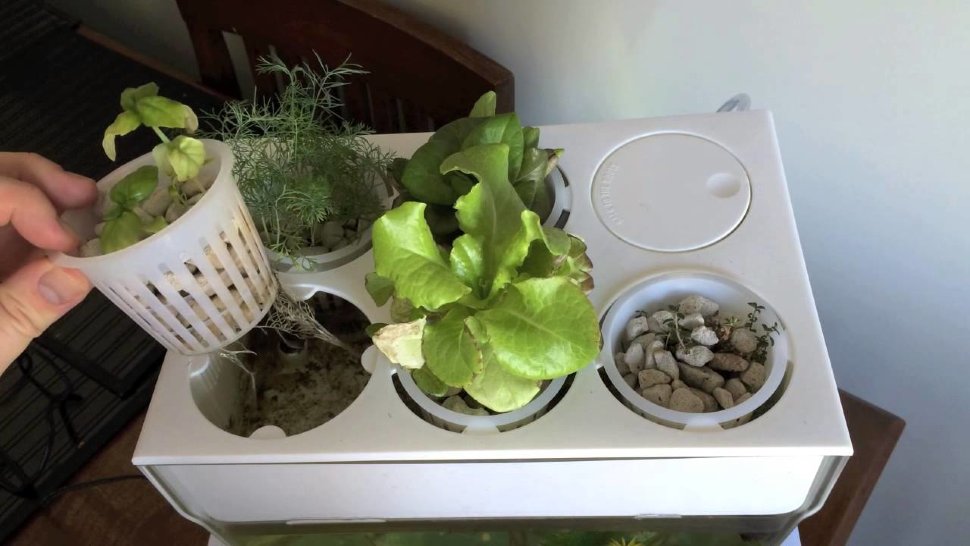 Акваферма Aquafarm Акваферма Aquafarm